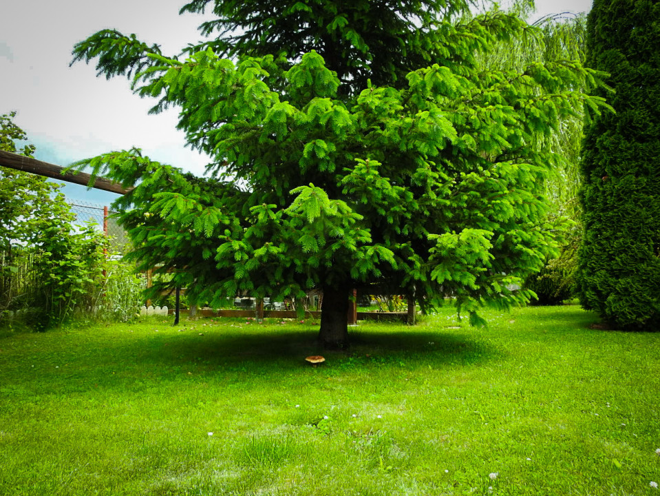 Pensiune la cheie  + casa in inima naturii, teren - 2400 mp, 5